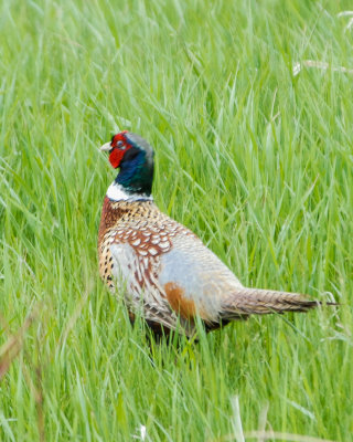 Ring-necked pheasant