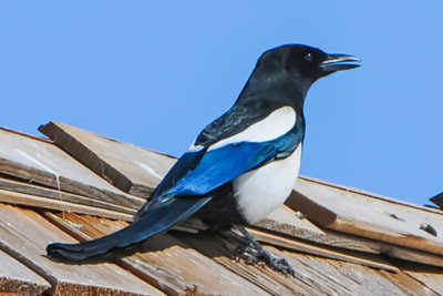 Jays, Nutcracker and Magpies