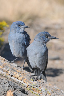 Pinyon Jay