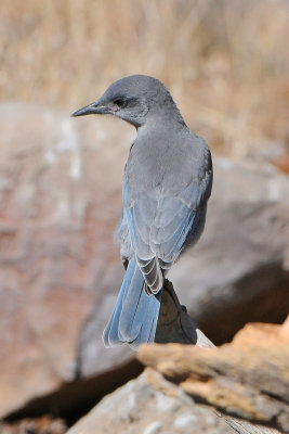 Pinyon Jay