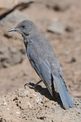 Pinyon Jay