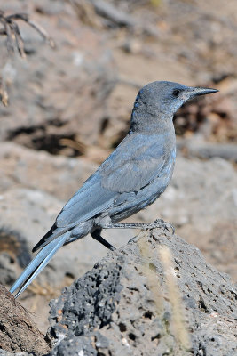 Pinyon Jay