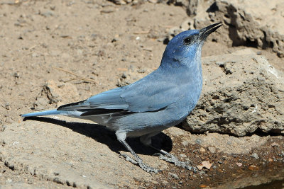 Pinyon Jay