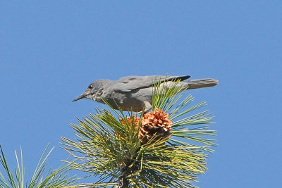 Pinyon Jay