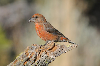 Red Crossbill