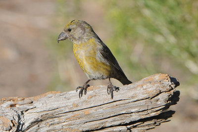 Red crossbill