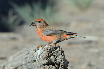 Red Crossbill