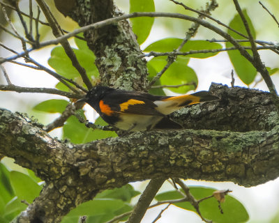 American Redstart