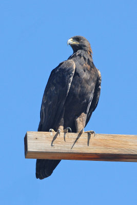 Golden Eagle 