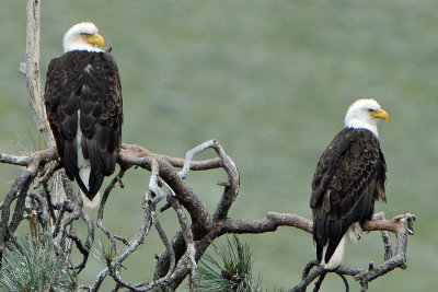 Bald Eagles