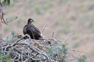 Bald Eagle