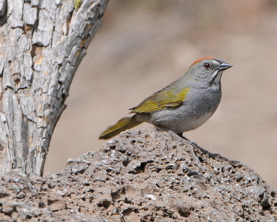 Green Towhee