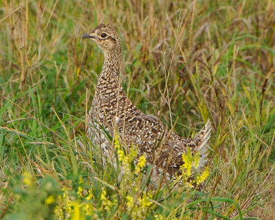 Sharp-tailed Grouse