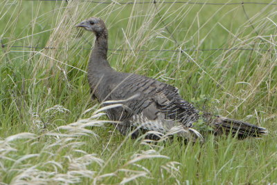 Wild Turkey