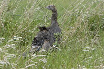 Wild Turkey