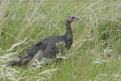 Wild Turkey