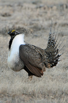  Greater Sage Grouse