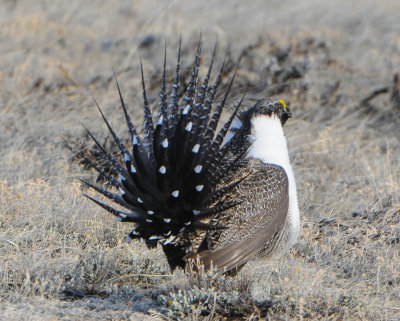 Greater Sage Grouse