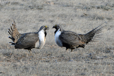 Greater Sage Grouse