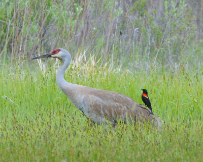 Sandhill Crane