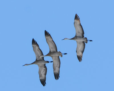 Sandhill Cranes