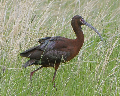 Ibis