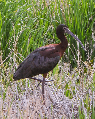 White-faced Ibis