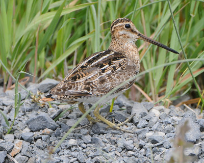 Snipe