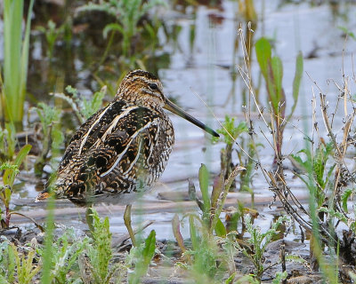 Wilson's snipe