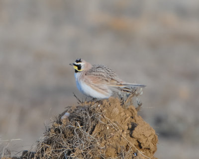 Horned Lark