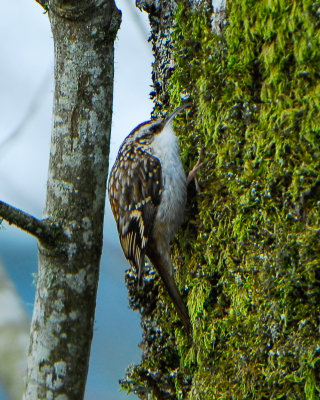 Brown Creeper