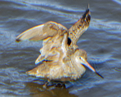 Marbled Godwit