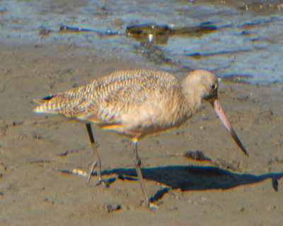 Marbled Godwit