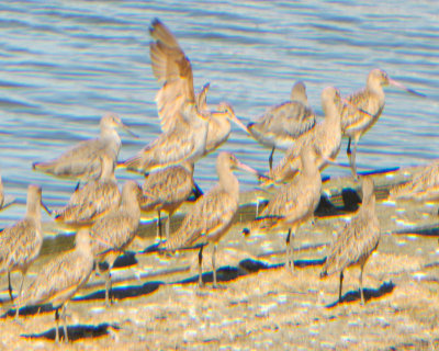 Marbled Godwits