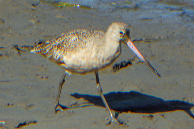 Marbled Godwit