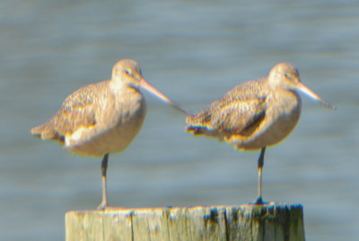 Marbled Godwits