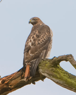 Red-tailed hawk