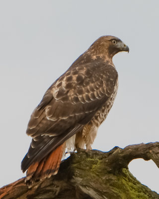 Red-tailed Hawk