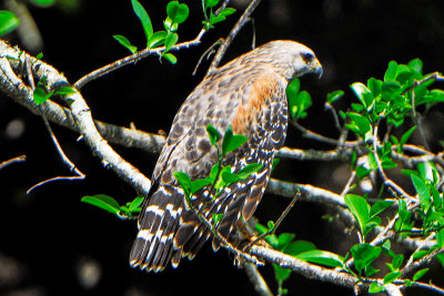 Red-shouldered Hawk