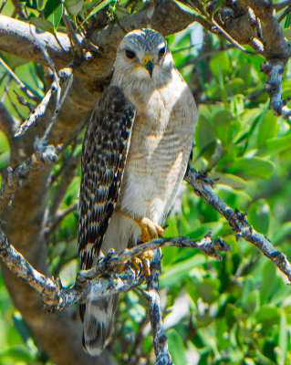 Red-shouldered Hawk