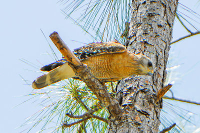 Red-shouldered Hawk