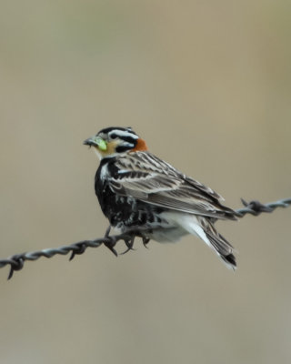 Chestnut-collared Longspur