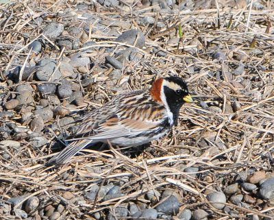 Lapland Longspur