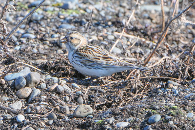 Snow Bunting