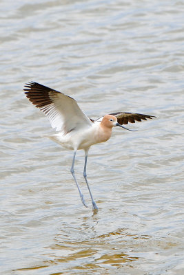 American Avocet