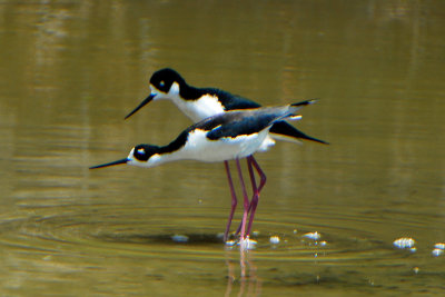 Black-necked stilts