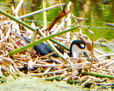 Black-necked stilt