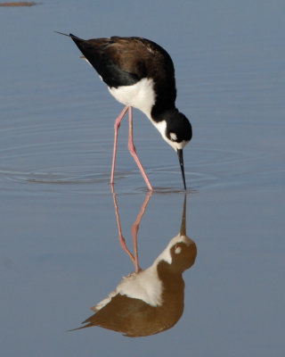 Black-necked stilt