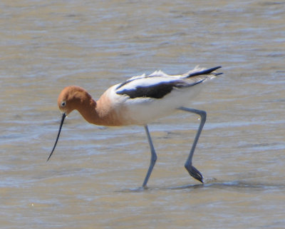 American Avocet