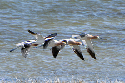 American Avocets